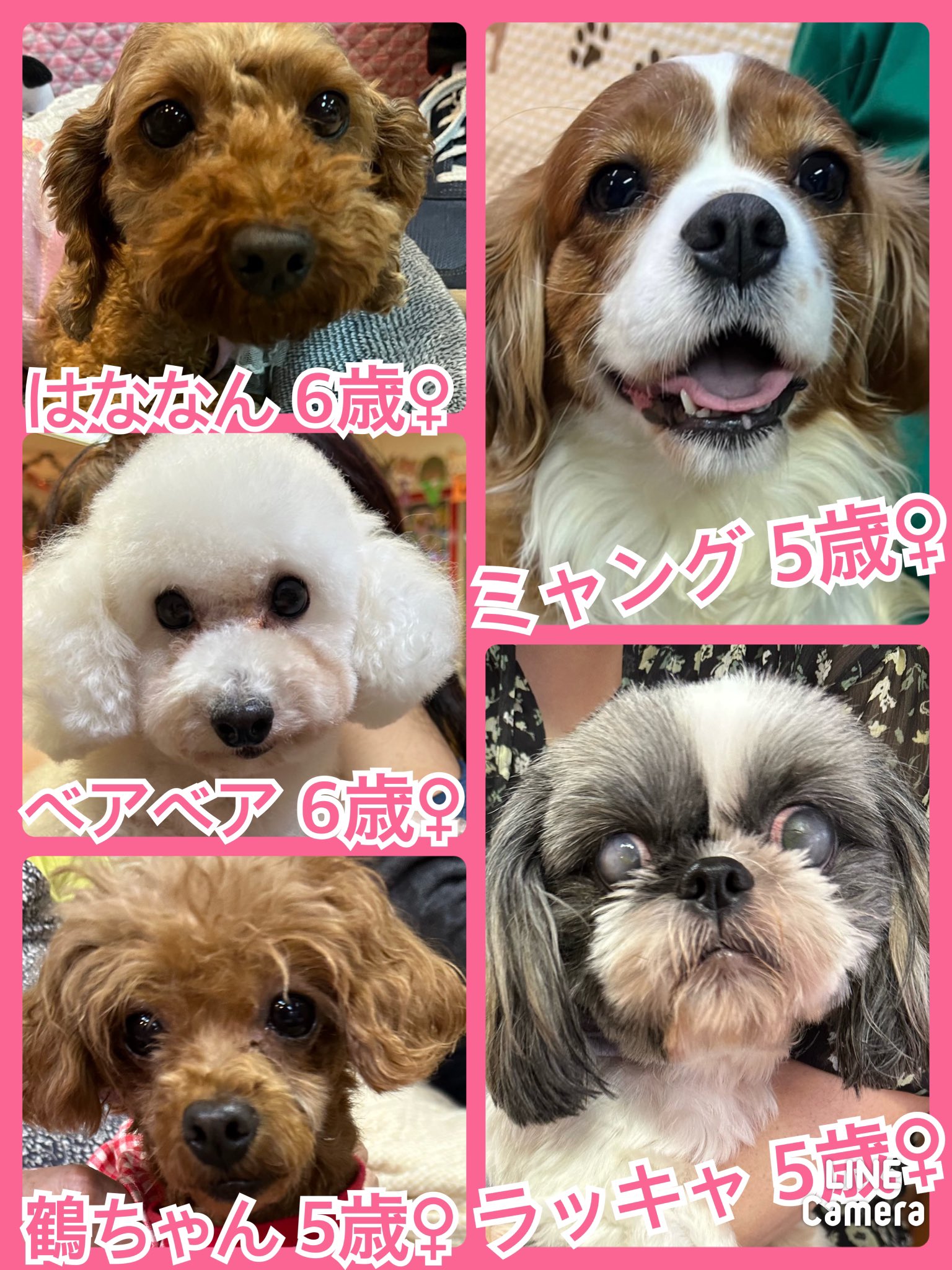 🐾今日の里親様募集中ワンコ🐶メンバーです🐾2023,11,20【保護犬カフェ天神橋店】